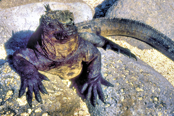 GalNorthSeymour1MarineIguana_g.jpg