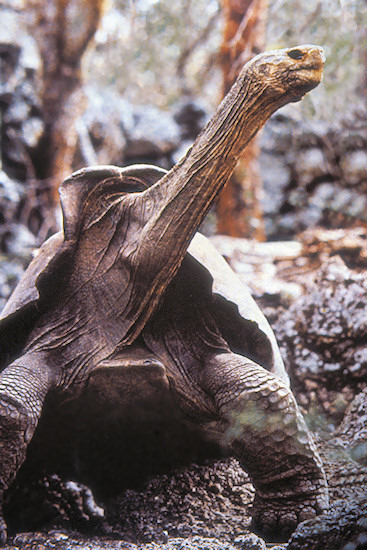 GalSantaCruse10SaddlebackTortoise.jpg