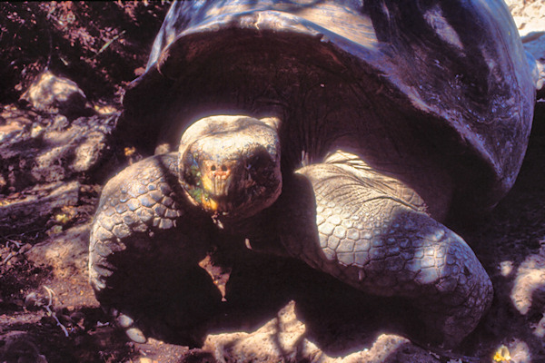 GalSantaCruse9GiantTortoise.jpg