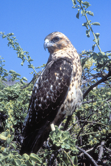 GalSantaFeIsland10GalapagosEagle.jpg
