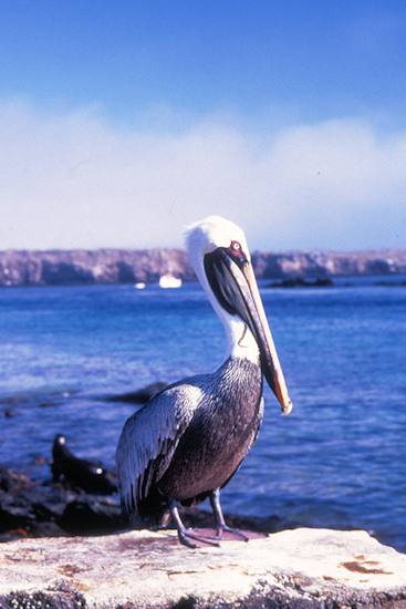 GalSantaFeIsland1Pelican.jpg