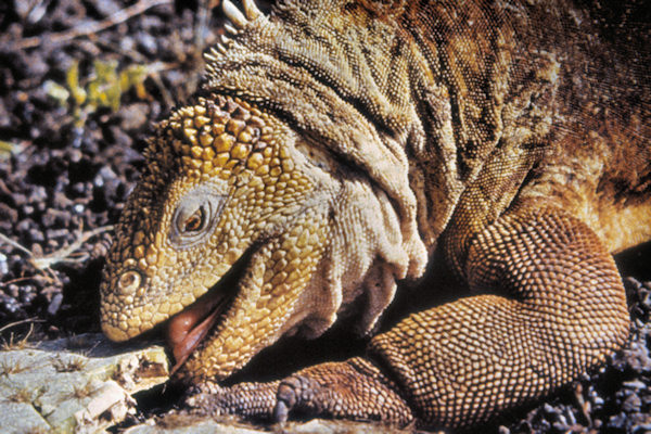 GalSantaFeIsland3LandIguana.jpg