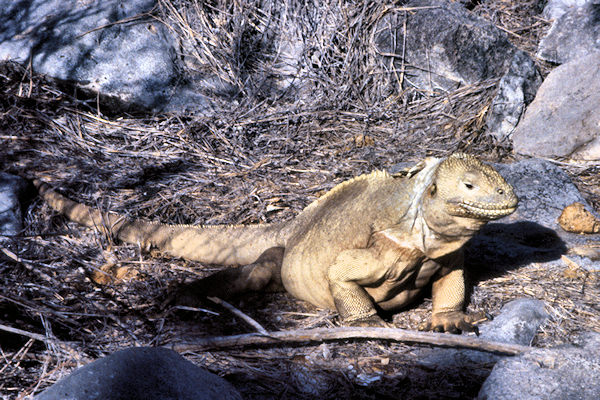 GalSantaFeIsland7LandIguana.jpg