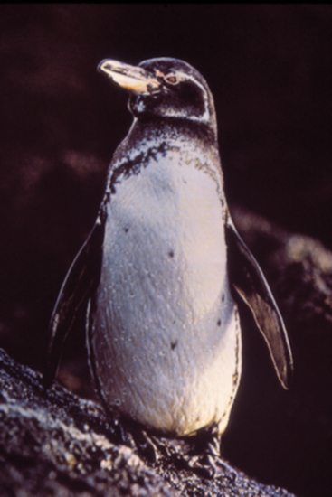GalSantiago12Penguin.jpg
