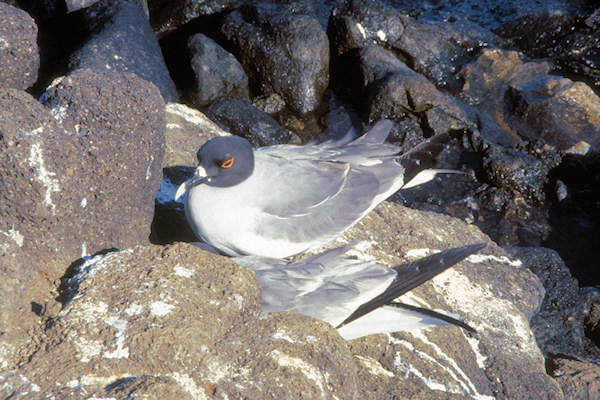 GalSeymour2SwallowtailGulls.jpg