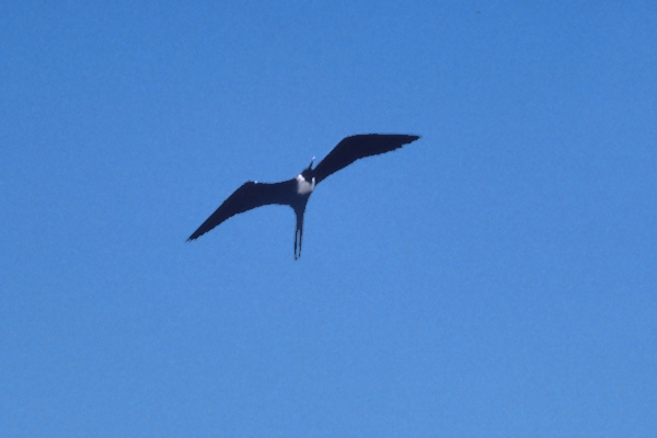 GalSeymour3GreaterFrigateBird.jpg