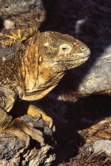 GalSouthPlazaIsland14LandIguana.jpg