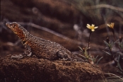GalEspanola1FemaleLavaLizard