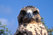 GalSantaFeIsland9GalapagosEagle