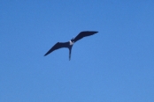GalSeymour3GreaterFrigateBird