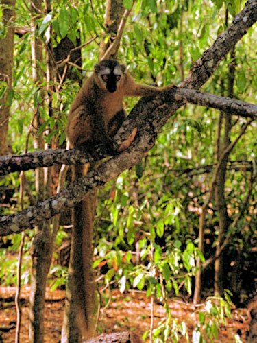 BrownLemur1.jpg