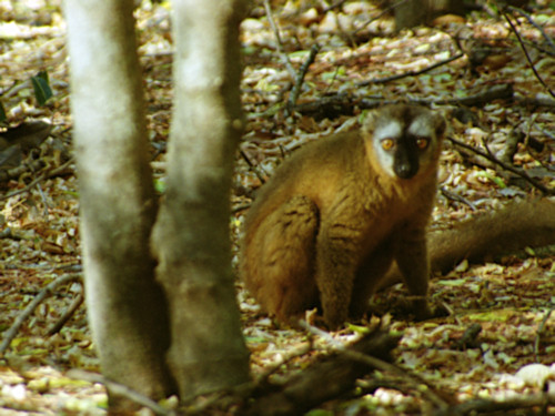BrownLemur2.jpg