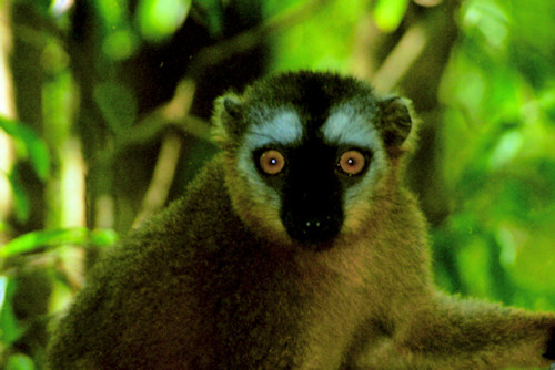 BrownLemur3.jpg