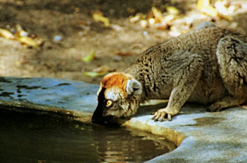 BrownLemur5.jpg