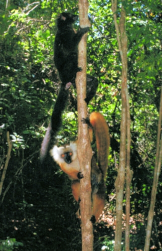 NosyBe15BlackLemurs.jpg