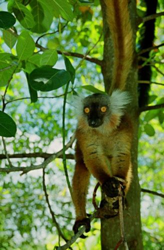NosyKombaBlackLemur4.jpg