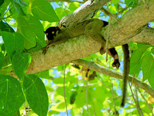 NosyTenikly1bBrownLemur.jpg