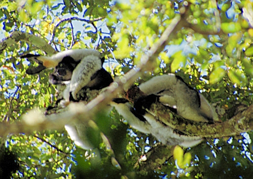 Perinet9IndriIndri.jpg