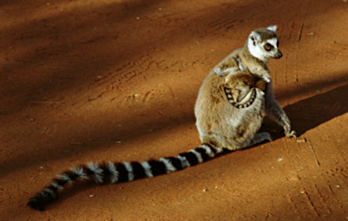 RingTailedLemur1.jpg