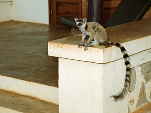 RingTailedLemur10.jpg