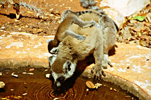 RingTailedLemur16.jpg