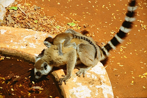RingTailedLemur17.jpg