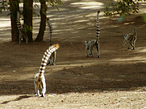 RingTailedLemur19.jpg