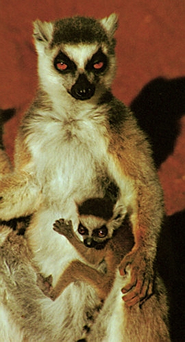 RingTailedLemur4.jpg