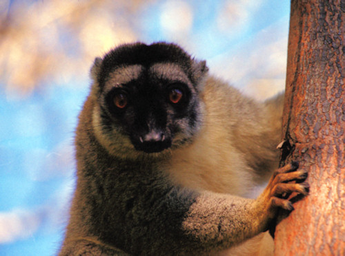 Vacona10BrownLemur.jpg