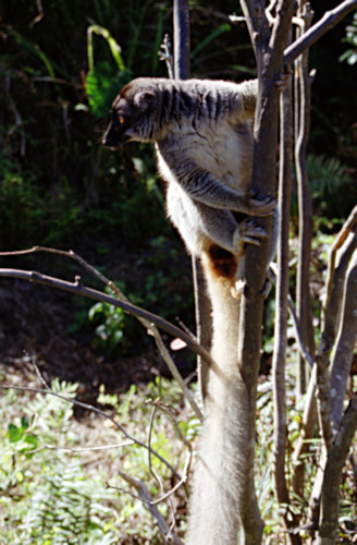 Vacona2BrownLemur.jpg
