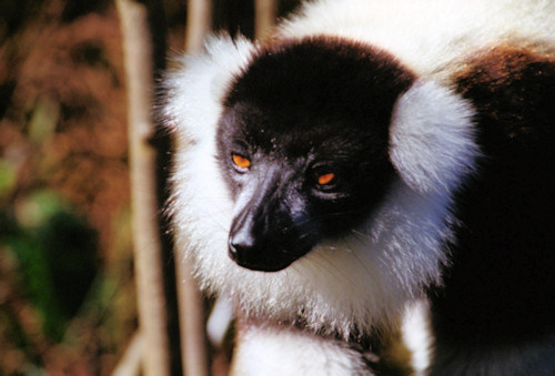 Vacona3B&WRuffedLemur.jpg