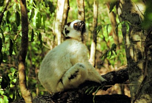 Verreau'sSifaka11.jpg