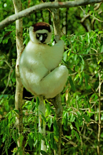 Verreau'sSifaka12.jpg