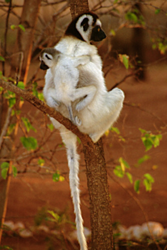 Verreau'sSifaka15.jpg