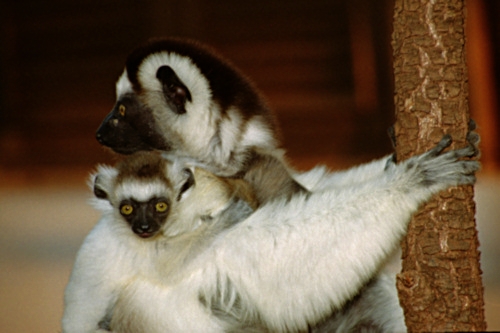 Verreau'sSifaka16.jpg