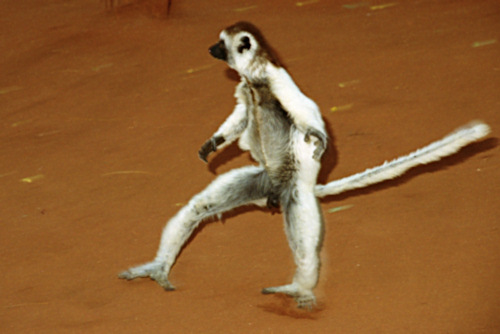 Verreau'sSifaka17.jpg