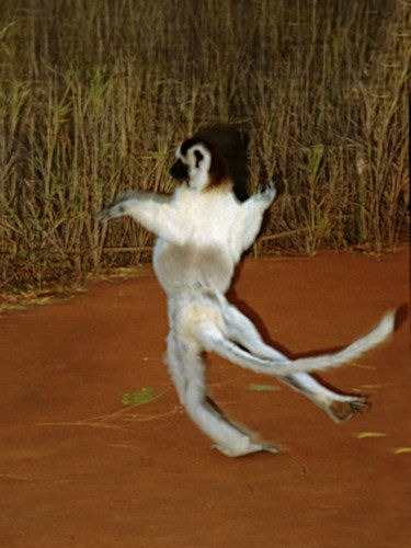 Verreau'sSifaka18.jpg