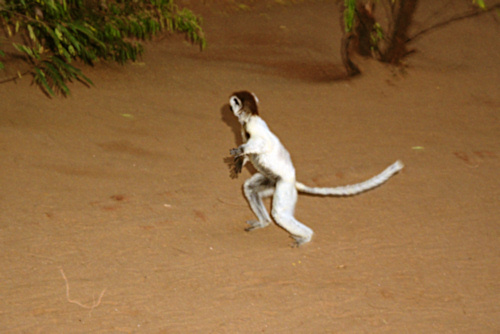 Verreau'sSifaka22.jpg
