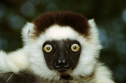 Verreau'sSifaka4.jpg