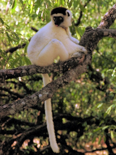 Verreau'sSifaka7.jpg
