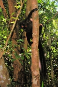 NosyBe18BlackLemurMale