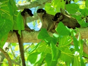 NosyTenikly1cBrownLemur