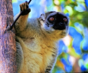 Vacona11BrownLemur