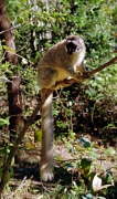 Vacona18BrownLemur