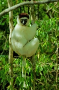 Verreau'sSifaka12