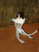 Verreau'sSifaka18