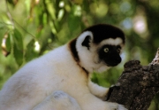 Verreau'sSifaka6