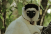Verreau'sSifaka8