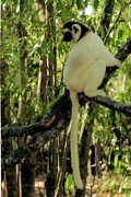 Verreau'sSifaka9