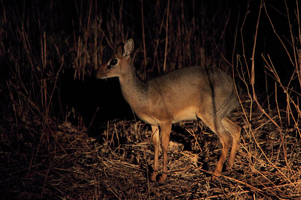 DikDik_NightDrive_4802.jpg